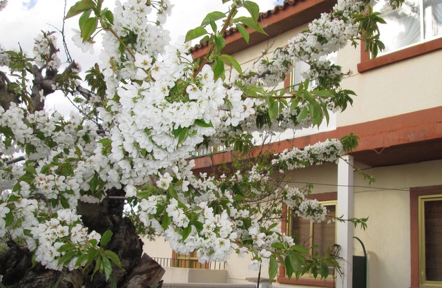 Spacious house in the center of Cuenca capital, with small garden, up to 6 adults
