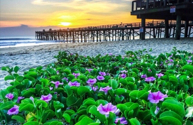 Sunshine Daydream in the heart of Flagler Beach