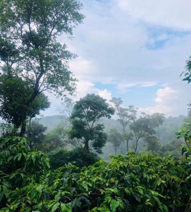 Swapna Estate Stay Coorg