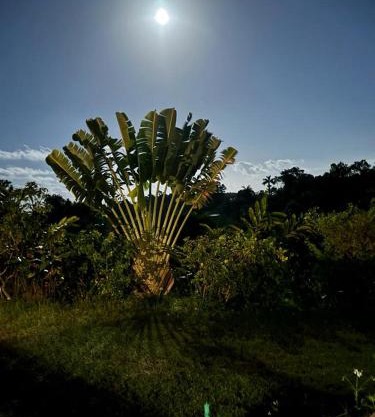 Teresinajamaica