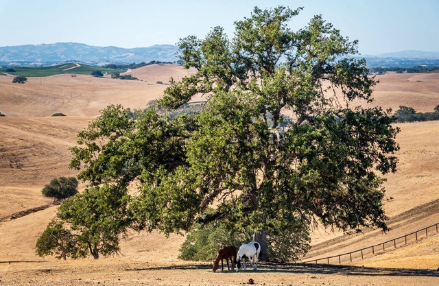 The Cottage at Loving Farm-A Vegan Sanctuary for Animal Lovers!