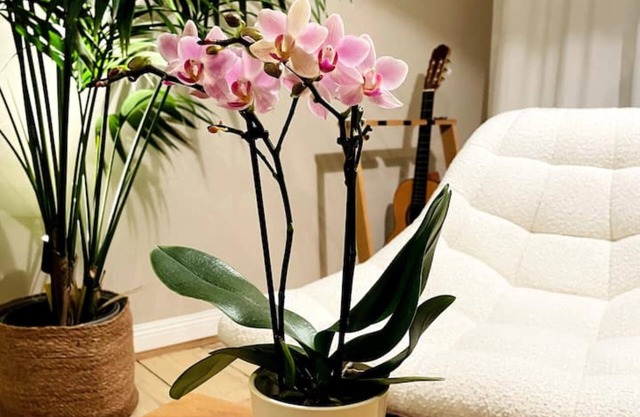 The Luxury Orchid Home