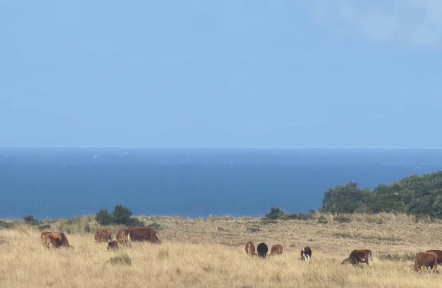 The sunrises above the sea, a stretch of a farm and moving ships in the Ocean