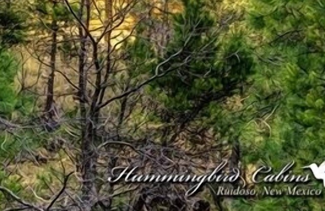 The Tree House: 'Living above the Trees!'