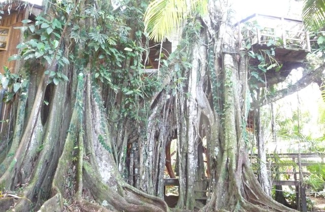 Topos Tree House