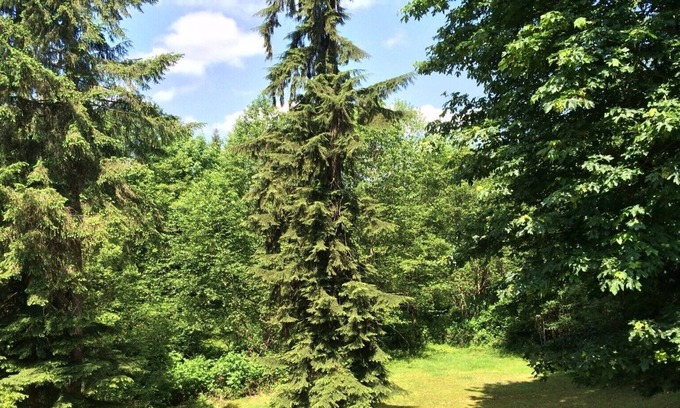 Snohomish Apartment | 14 Acres Of Private Forest - Large 1400 Sq Ft Apt - Mins. From Amenities & Hwy