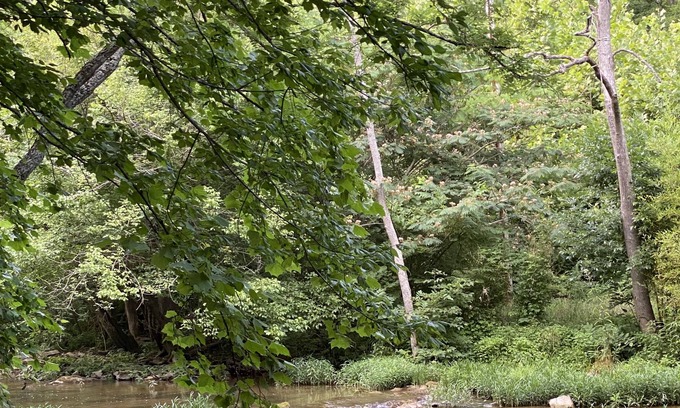 Rogersville House | 2 BR 1.5 BA Cabin on Big Creek, private and serene but close to amenities