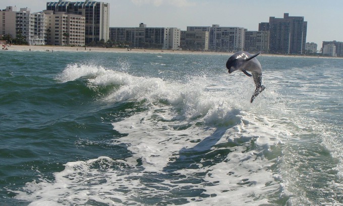 Sand Key Condo | 30-45% discount for 2025-Gorgeous Hideaway on the Beach-Crescent Beach Club