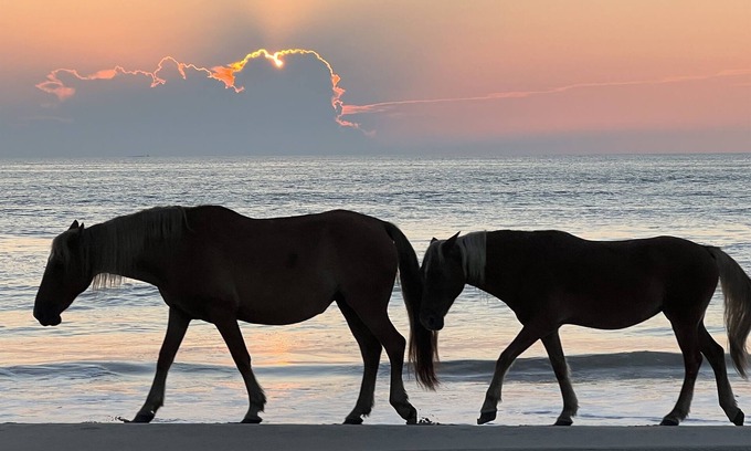 Carova Beach Apartment | 4x4 Corolla, Waterfront, Dock, Wild Horses, Kayak