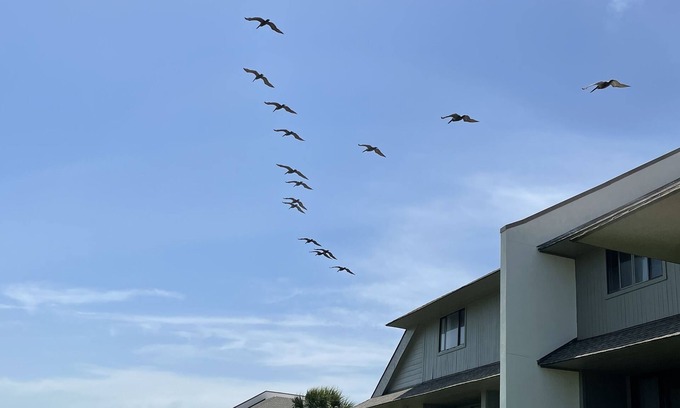 Saint Helena Island Condo | A sweet spot at the Beach! Fabulous pet free, smoke free oceanfront villa.