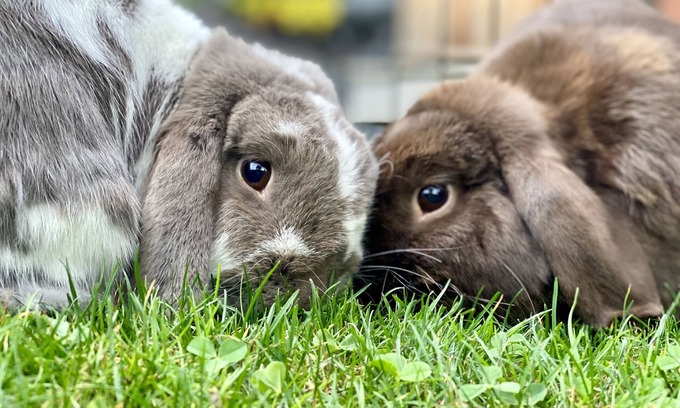 Whittier Heights Other | Adorable Farm Stay in Ballard! Bunnies, A/C, walkable, near beach & attractions