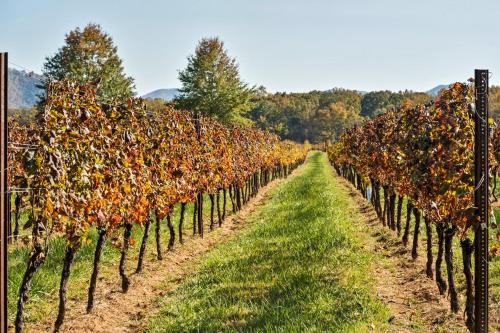 Afton Cabin | Afton Mountain Vineyard