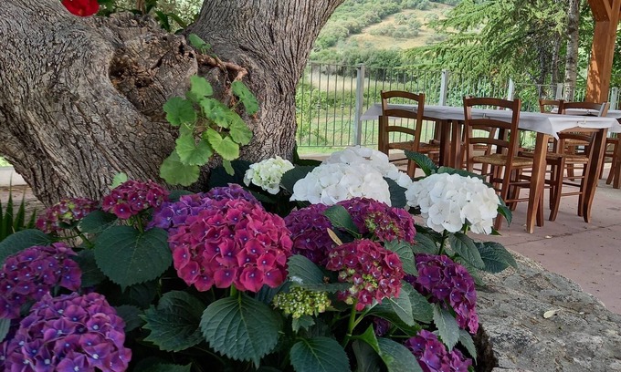 Limpiddu Other | Agriturismo e camere Su Cuile Countryside Comfort Rooms