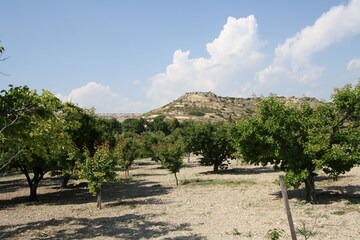 Pissouri Villa | Alonia Villa - CY6156 in Pissouri