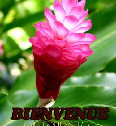 Sainte-Anne Apartment | Alpinia