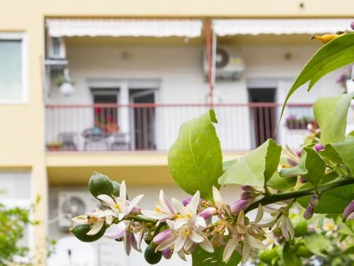 Mejasi Apartment | Apartments Marli