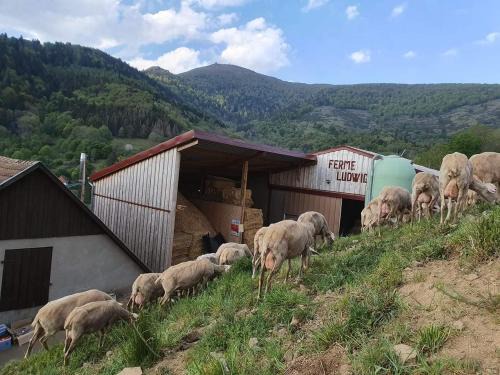 Altenbach Apartment | Appartement à la ferme