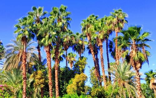 Majorelle Apartment | Appartement Luxe 2 Chambres Vue Directe Jardin Majorelle YSL