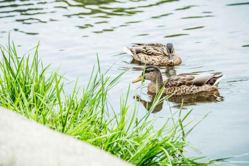Hahnenklee Apartment | Appartements Am Kranichsee