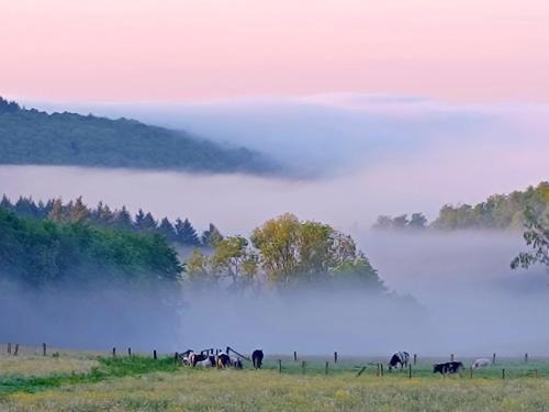 Gros-Fays Bed & Breakfast | Auprès de mon arbre