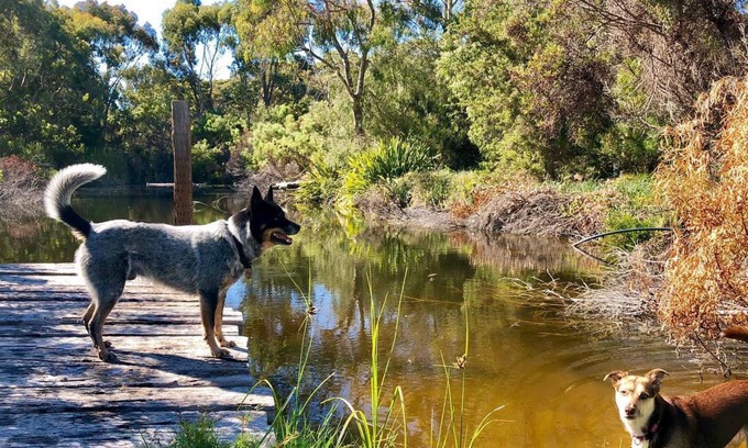Pink Lake Apartment | Award Winning, Pet Friendly Accommodation