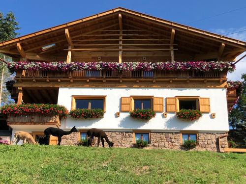 Daiano Bed & Breakfast | B&B Belvedere