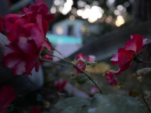 Corridonia Bed & Breakfast | B&B VILLA LUPIDI