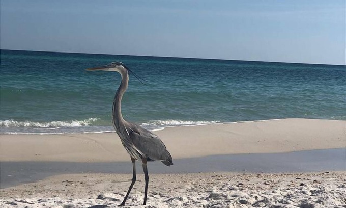 Navarre House | "Backyard Breeze "Private Pool (heated extra fee $), Bikes, Game Room