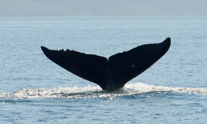 Kodiak Apartment | BEARS, BIRDS, AND WHALESnA Room with a Car