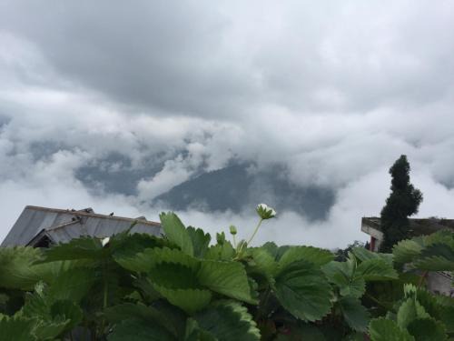 Darjeeling House | Benus