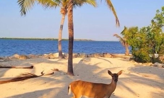Big Pine Key House | Big Pine - Bring your boat! - 4BR/3BA ocean front, private pool & dock