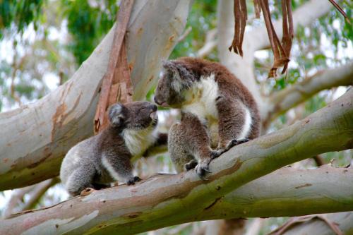 Cape Otway Resort | Bimbi Park - Camping Under Koalas