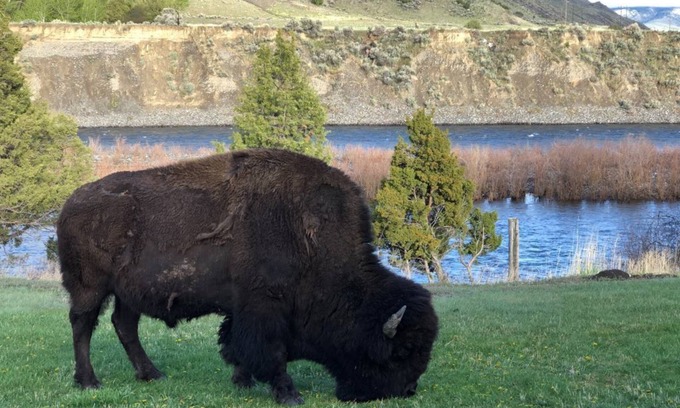 Gardiner Cabin | BISON HALLOW on the YELLOWSTONE RIVERFRONT