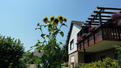 Weilheim Apartment | Blumenwiese