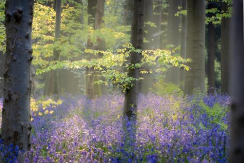 Braine-l'Alleud Bed & Breakfast | Bois de Hal