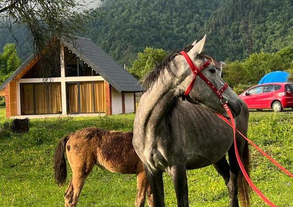 Likani Ski Chalet | Borjomi inn Cottages