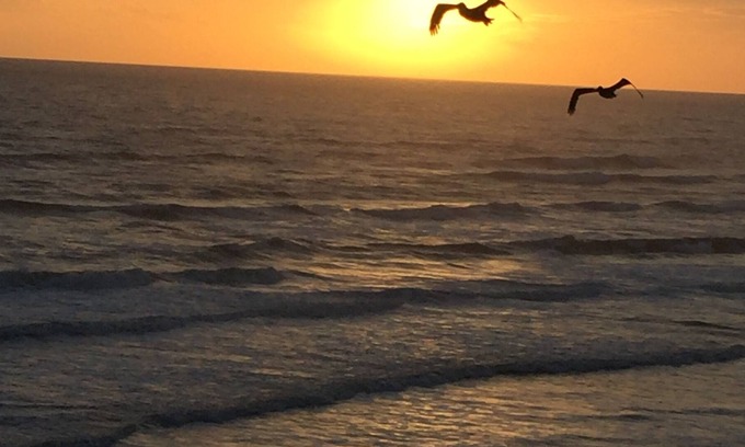 Daytona Beach Shores Condo | Breath Taking Views On No Drive Beach! 5 Star Ratings!