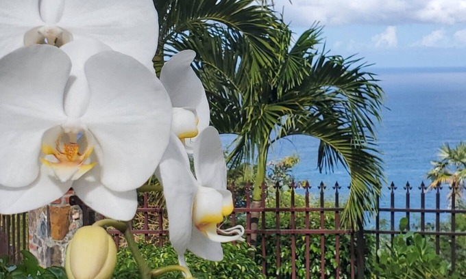 Estate Tabor and Harmony Apartment | Breathtaking Island Views, Excellent Proximity to Major Beaches and More