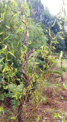 Los Lagos House | cab