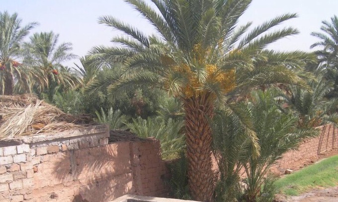 Tagounite House | Camping Les Palmeraies