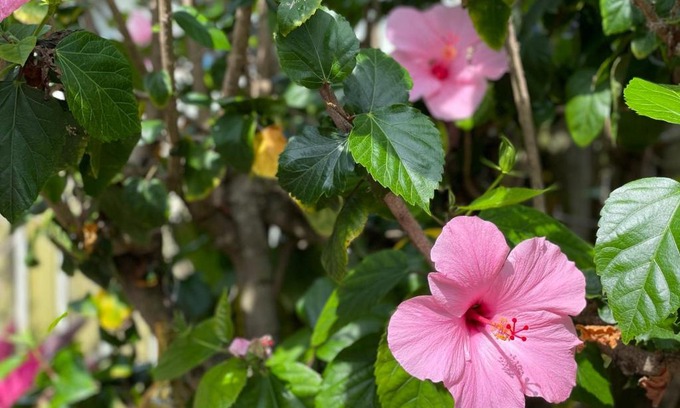 Port Canaveral House | Casa Flamingo