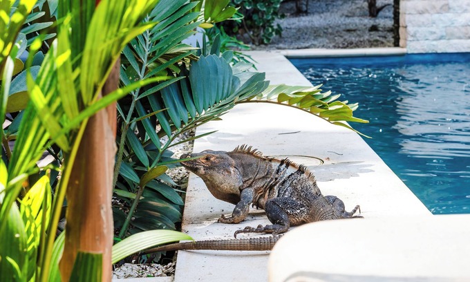 Tamarindo House | Casa Redonda 1 minute walk from the beach! In the Center of Tamarindo!