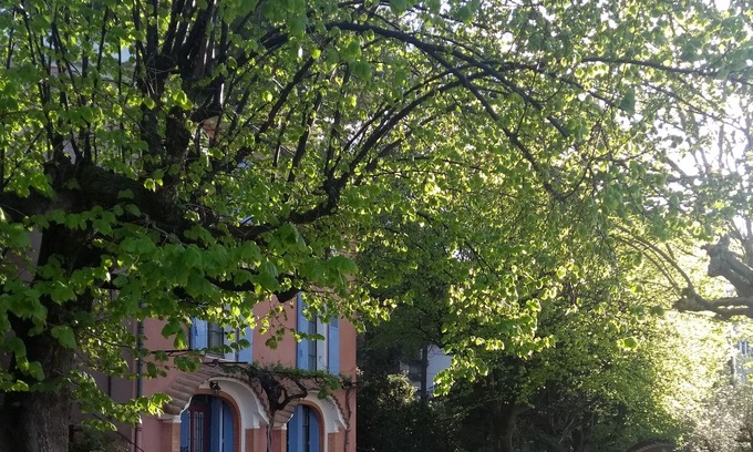 Nyons House | Charming house in downtown Nyons with olive grove and linden trees