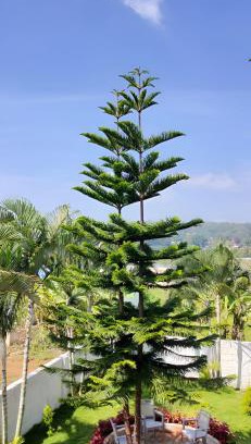 Yelagiri House | Cloud9Villa Resorts