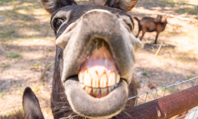 Longview House | Country 2-bedroom home, steps away from Longhorns, donkeys, horses, and goats.