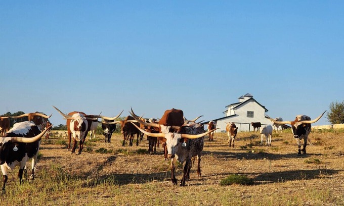 Nemo House | Cowboy Up - Luxury Waterfront Ranch Villa at Twin Canyons Longhorn Ranch