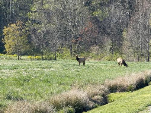Maggie Valley House | Cozy Bear Cabin-Stunning Mountain View, Dogs welcome with Pet Rate