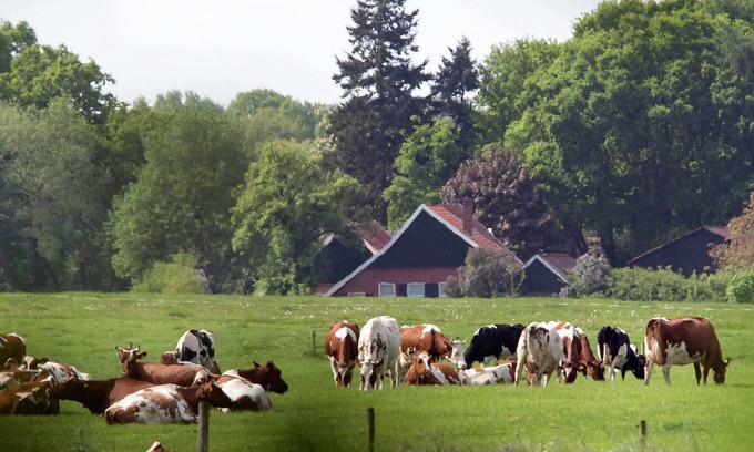 Winterswijk - Brinkheurne House | Cozy lodge with a dishwasher in the Achterhoek