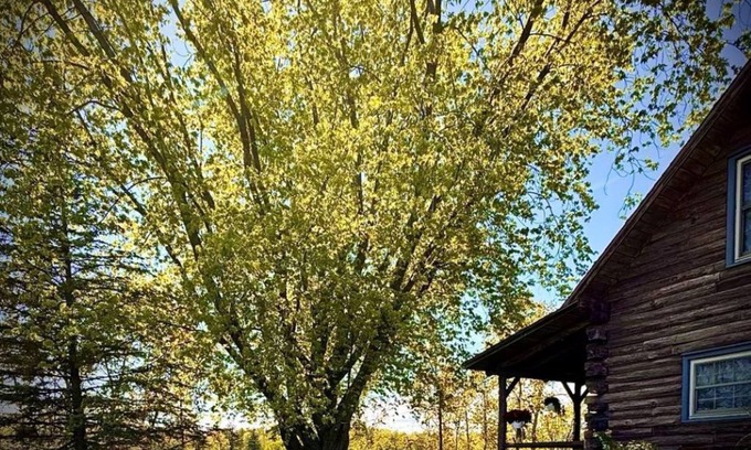 Ingalls Cabin | Cozy Rustic 3-bedroom river cabin with WiFi on the Menominee River