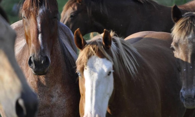Fayetteville House | Creekside Cabin B Staycation on Horse Farm